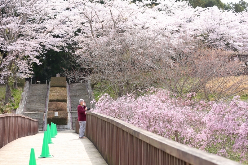 野鳥も撮りますが たまには花も撮ります 常陸風土記の丘 旅プラスの日記 野鳥も撮りますが たまには花も撮ります 常陸風土記の丘 旅プラスの日記
