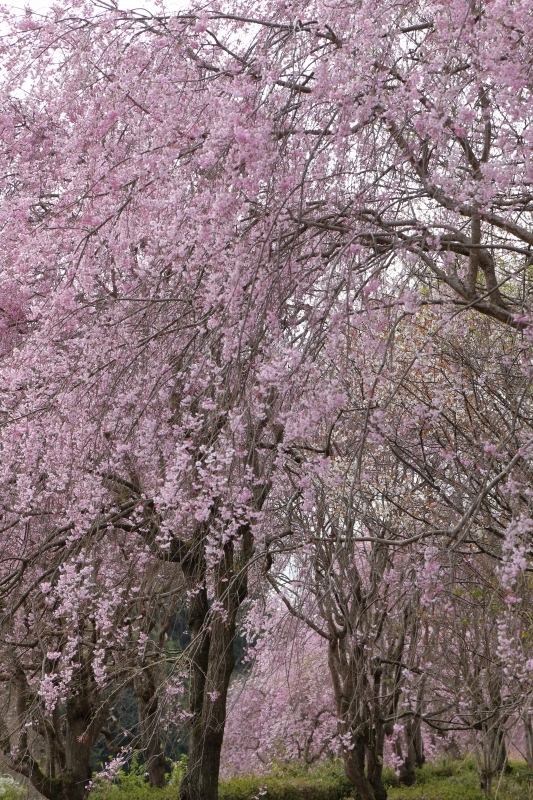 野鳥も撮りますが、たまには花も撮ります（常陸風土記の丘）_b0291402_23321957.jpg