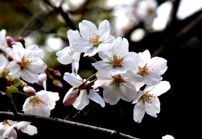 桜が満開に　石清水八幡宮_e0048413_20050947.jpg