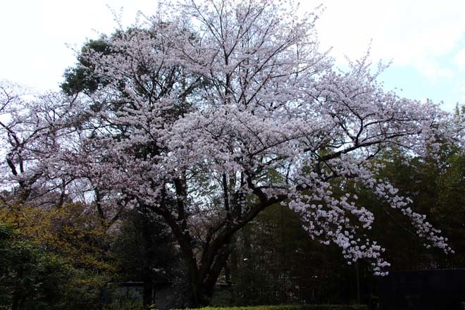 桜が満開に　石清水八幡宮_e0048413_20051559.jpg