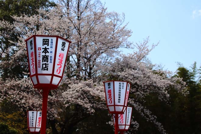桜が満開に　石清水八幡宮_e0048413_20052503.jpg