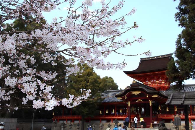 桜が満開に　石清水八幡宮_e0048413_20052970.jpg