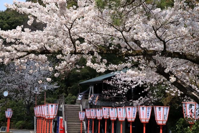 桜が満開に　石清水八幡宮_e0048413_20054007.jpg