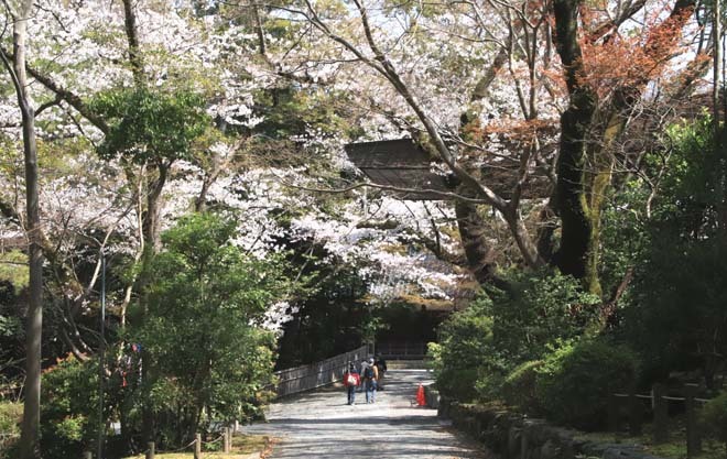 桜が満開に　石清水八幡宮_e0048413_20054480.jpg