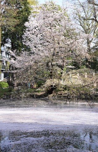 Sakura on Inokashira pond _f0006713_07561143.jpg