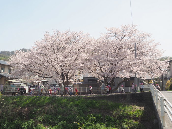花散歩(石内川と八幡川沿い)_c0116915_00312254.jpg
