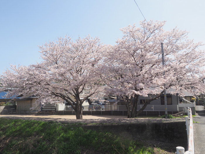 花散歩(石内川と八幡川沿い)_c0116915_00314251.jpg
