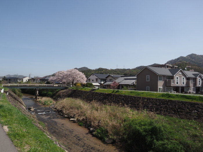 花散歩(石内川と八幡川沿い)_c0116915_00320530.jpg