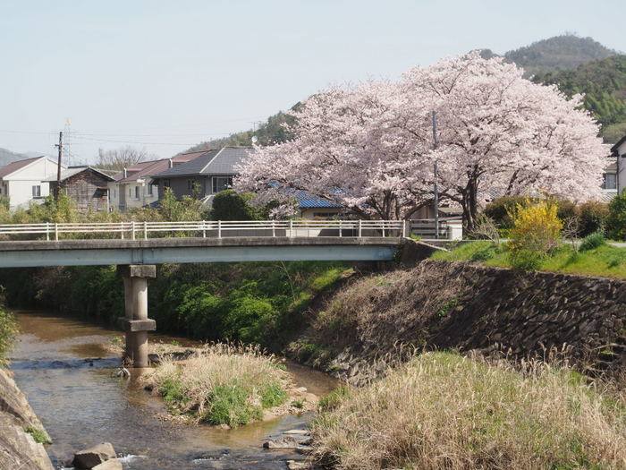 花散歩(石内川と八幡川沿い)_c0116915_00332008.jpg