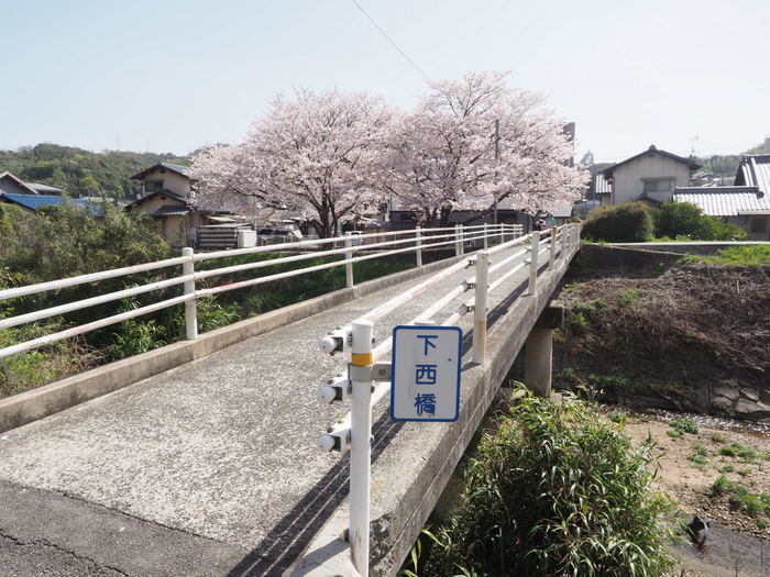 花散歩(石内川と八幡川沿い)_c0116915_00333230.jpg