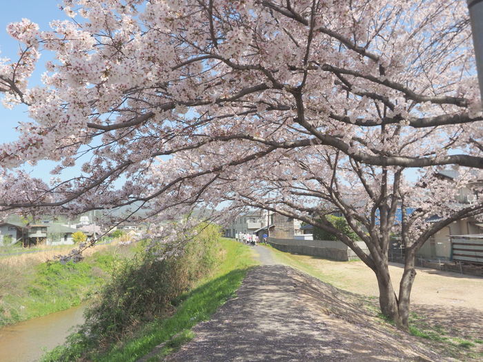花散歩(石内川と八幡川沿い)_c0116915_00340367.jpg