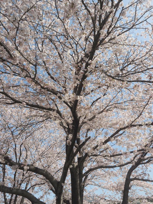 花散歩(石内川と八幡川沿い)_c0116915_00350049.jpg