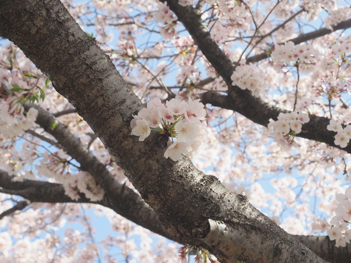花散歩(石内川と八幡川沿い)_c0116915_00351125.jpg