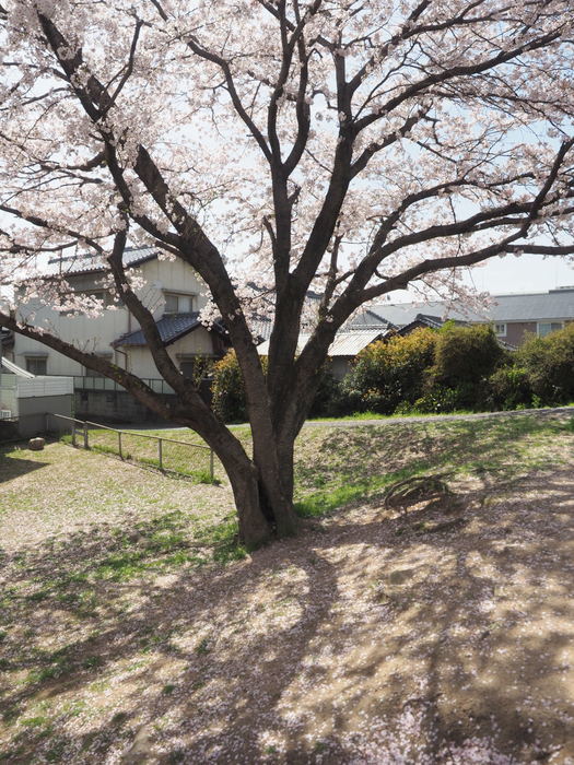 花散歩(石内川と八幡川沿い)_c0116915_00352376.jpg