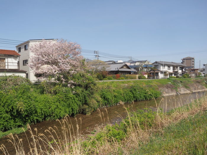 花散歩(石内川と八幡川沿い)_c0116915_00355250.jpg