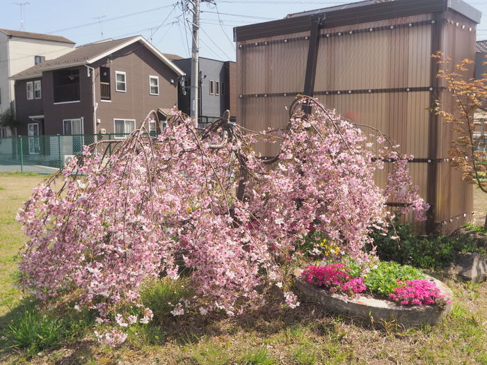 花散歩(石内川と八幡川沿い)_c0116915_00381097.jpg