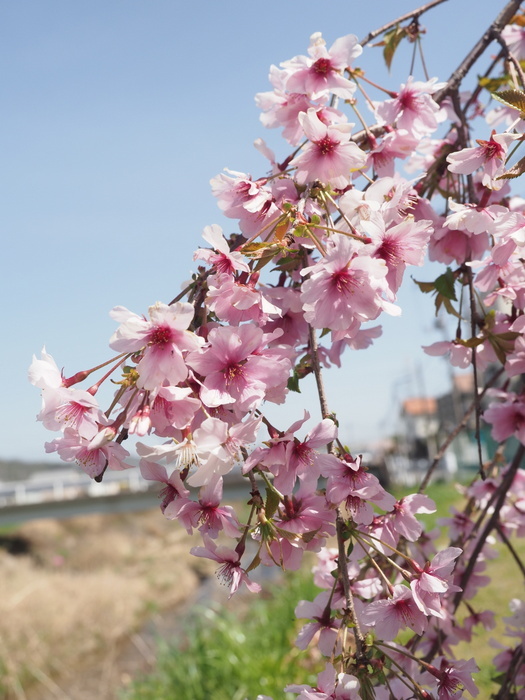 花散歩(石内川と八幡川沿い)_c0116915_00382085.jpg