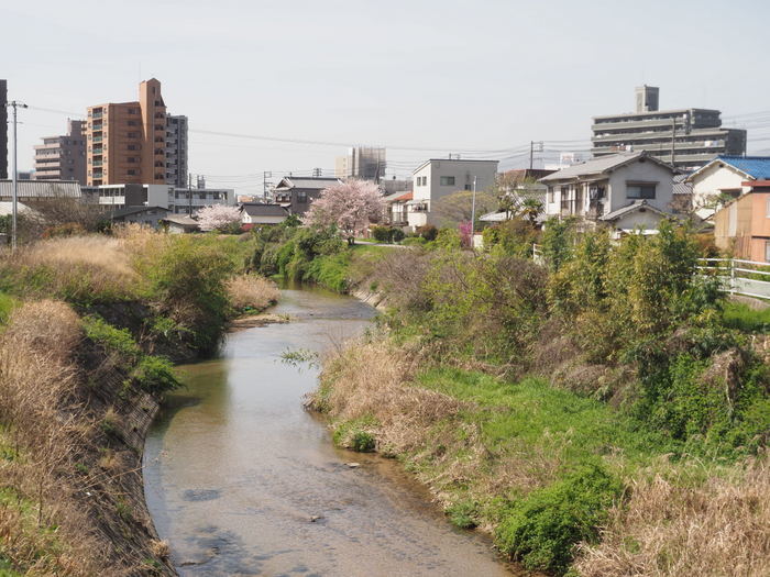 花散歩(石内川と八幡川沿い)_c0116915_00393658.jpg