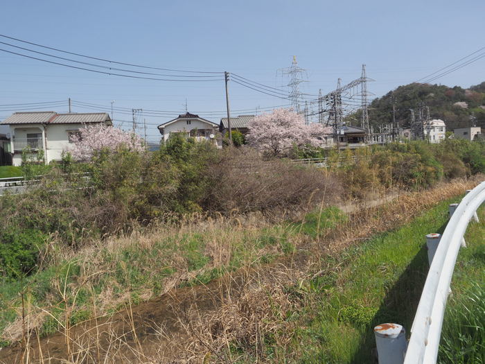 花散歩(石内川と八幡川沿い)_c0116915_00395887.jpg