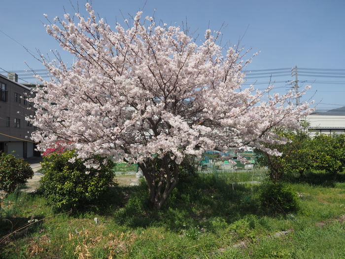 花散歩(石内川と八幡川沿い)_c0116915_00415502.jpg