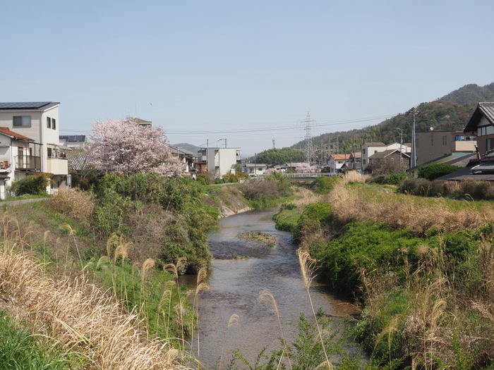 花散歩(石内川と八幡川沿い)_c0116915_00422188.jpg