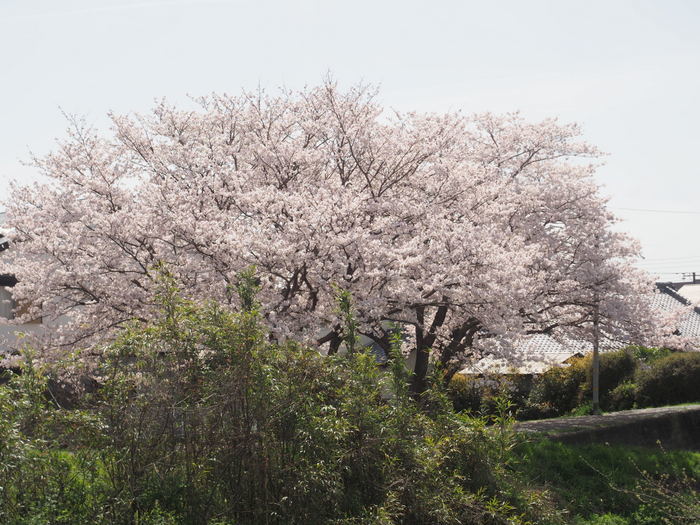 花散歩(石内川と八幡川沿い)_c0116915_00423960.jpg