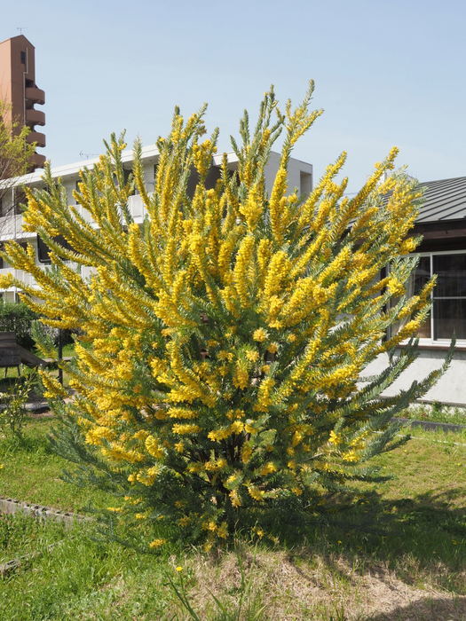 花散歩(石内川と八幡川沿い)_c0116915_00431760.jpg