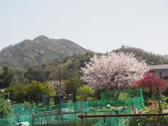 花散歩(石内川と八幡川沿い)_c0116915_00461235.jpg