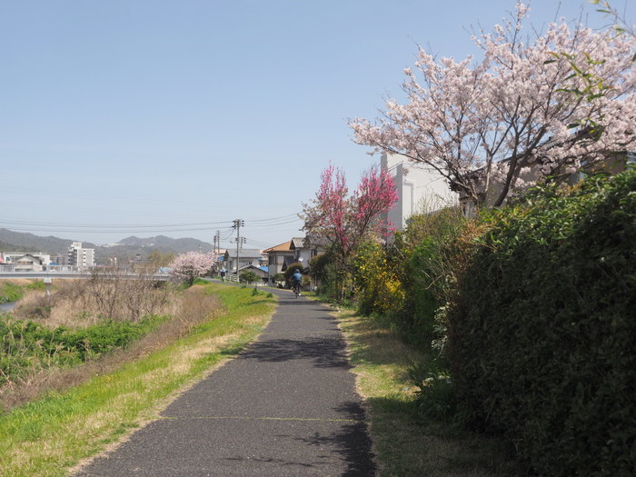 花散歩(石内川と八幡川沿い)_c0116915_00482346.jpg