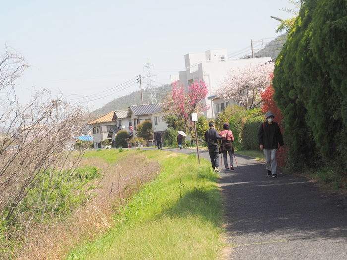 花散歩(石内川と八幡川沿い)_c0116915_00500967.jpg