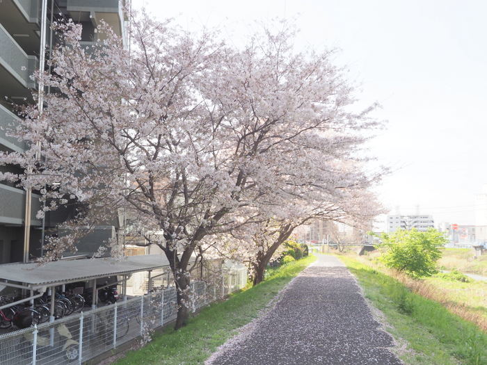 花散歩(石内川と八幡川沿い)_c0116915_00502351.jpg