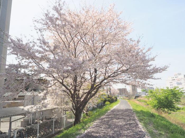 花散歩(石内川と八幡川沿い)_c0116915_00503998.jpg