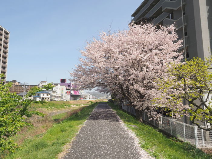 花散歩(石内川と八幡川沿い)_c0116915_00510881.jpg