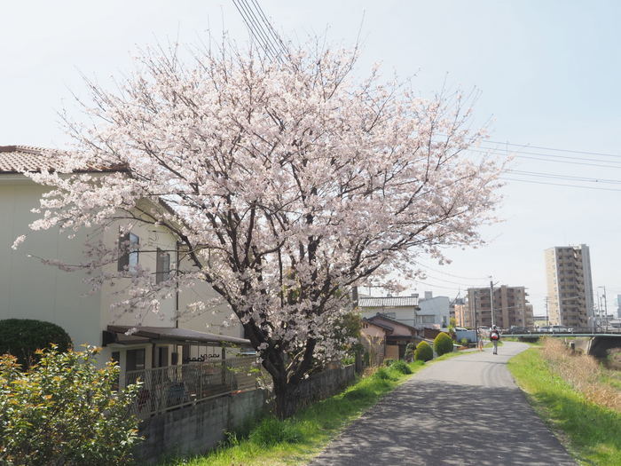 花散歩(石内川と八幡川沿い)_c0116915_00511991.jpg