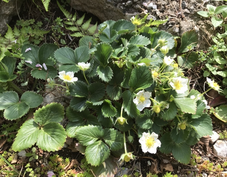 4月の庭とサロンから_d0085018_10391573.jpeg
