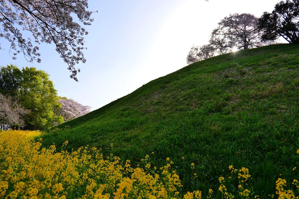 さきたま古墳群(行田市)の桜や如何に?(第二報)・・・丸墓山古墳に植えられた桜の巨木が兎に角素晴らしい!♪_a0031821_17161721.jpg