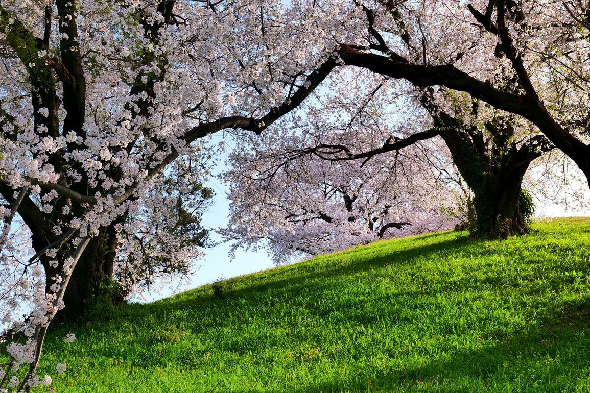 さきたま古墳群（行田市）の桜や如何に？（第二報）・・・丸墓山古墳に植えられた桜の巨木が兎に角素晴らしい！♪_a0031821_17185589.jpg