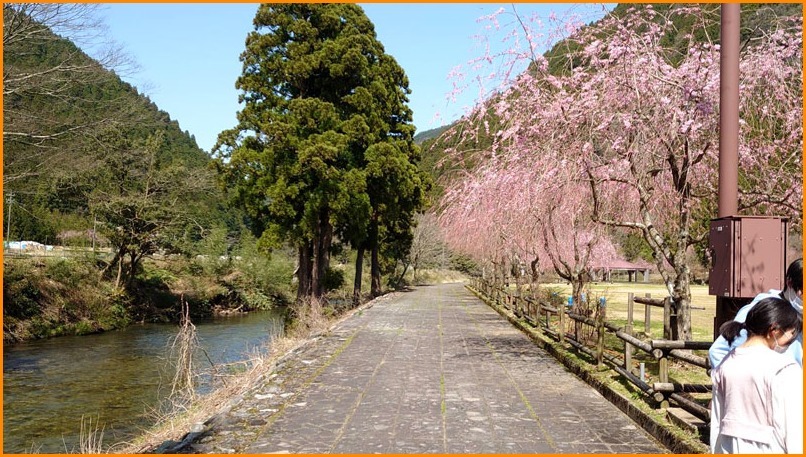 竹田のしだれ桜はもう少し先かの巻 山中温泉のてんこもり