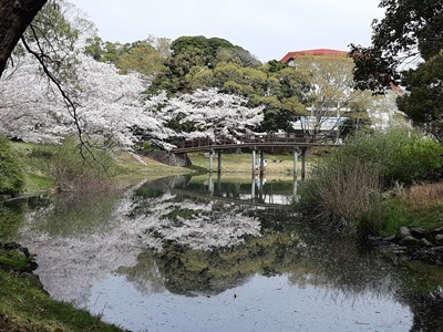 近場でお花見　その3_f0129726_16104074.jpg