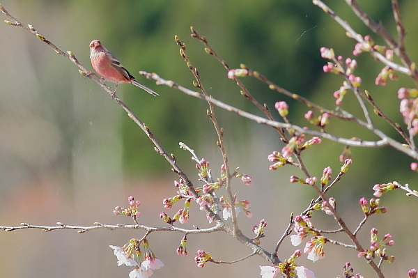 桜の花とベニマシコ_e0413627_16334015.jpg