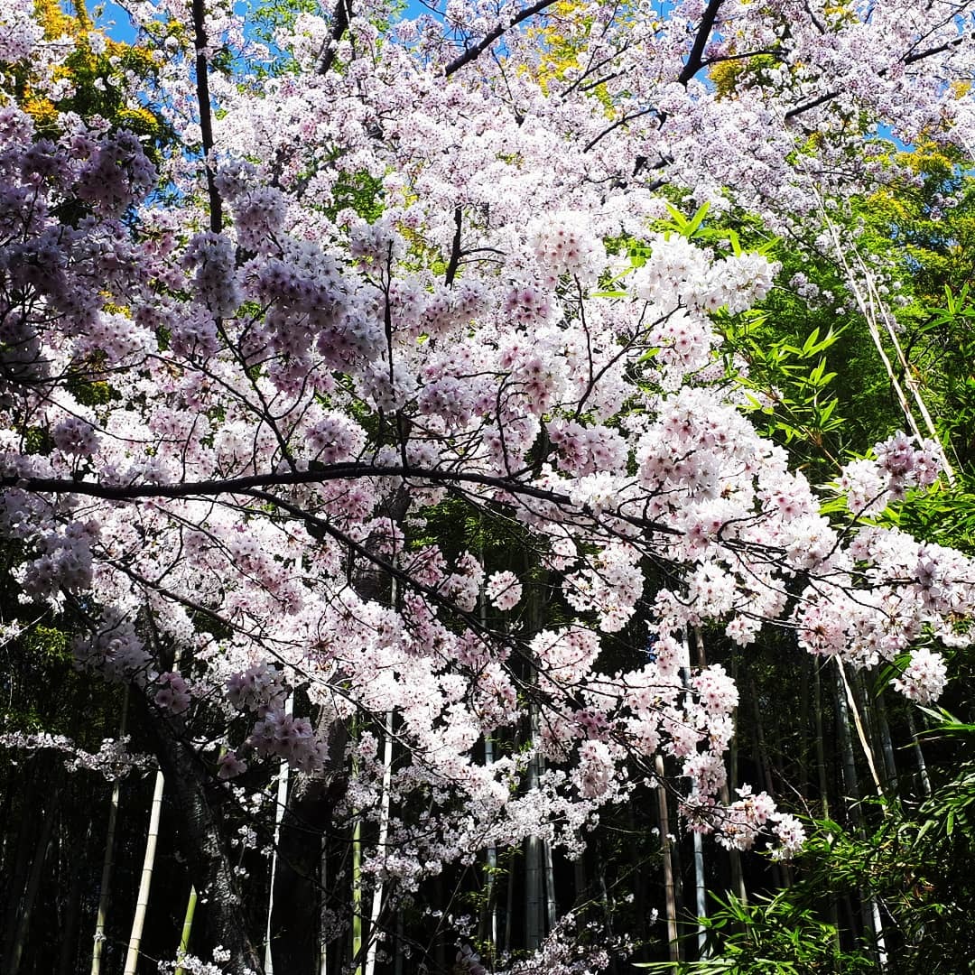 京都桜速報2021 洛西秘境_d0106134_21241801.jpg