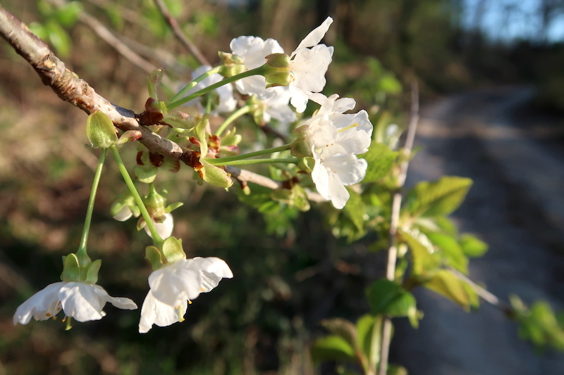 白い桜ペルージャの野にも咲きました_f0234936_22264709.jpg