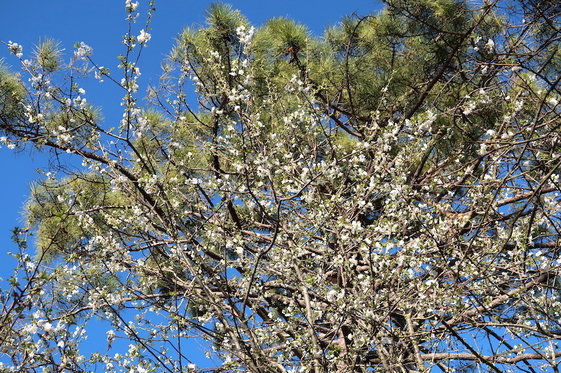 白い桜ペルージャの野にも咲きました_f0234936_22285882.jpg
