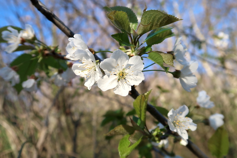 白い桜ペルージャの野にも咲きました_f0234936_22295418.jpg