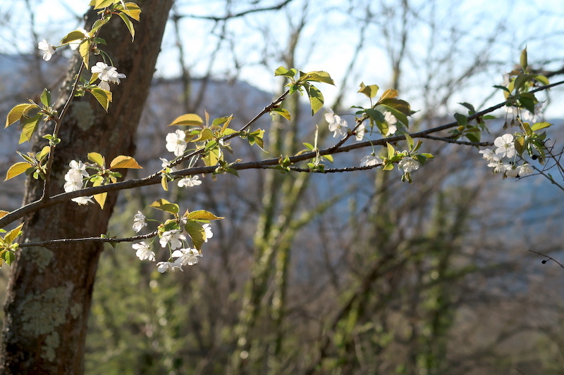 白い桜ペルージャの野にも咲きました_f0234936_22304195.jpg