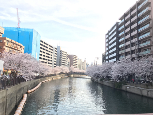 &#127800; 2021年 大岡川の桜 &#127800;_e0406141_22453408.jpg