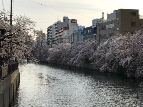 &#127800; 2021年 大岡川の桜 &#127800;_e0406141_22453516.jpg