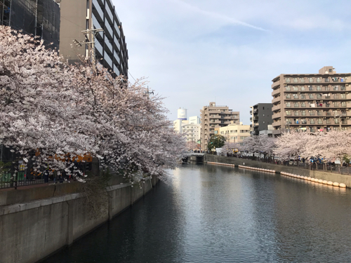 &#127800; 2021年 大岡川の桜 &#127800;_e0406141_22453556.jpg