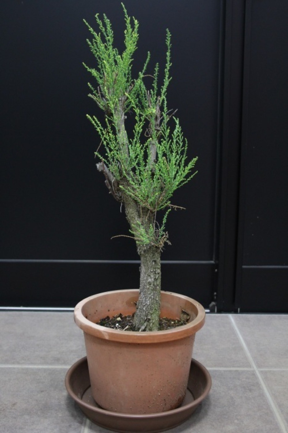 ギョリュウ 御柳 貴重品 希少品 販売 画像 写真 値段 価格 庭木 安行 植木 シンボルツリー お問合せ商品 田中園 Shop Tanakaen Jp Web Magazine ギョリュウ 御柳 貴重品 希少品 販売 画像 写真 値段 価格 庭木 安行 植木 シンボルツリー お問合せ商品 田中園 Shop Tanakaen Jp Web Magazine