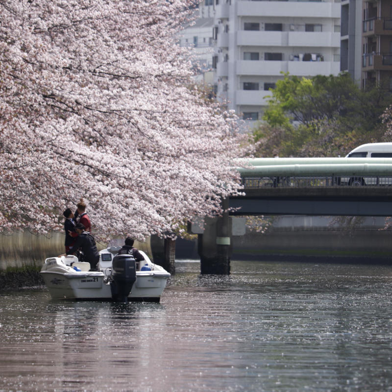 川から見る桜と、台場と、浜離宮_c0060143_15305882.jpg